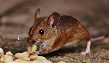 24 Hour & Emergency Exterminators in Langley, SC